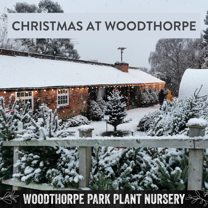 CHRISTMAS AT WOODTHORPE