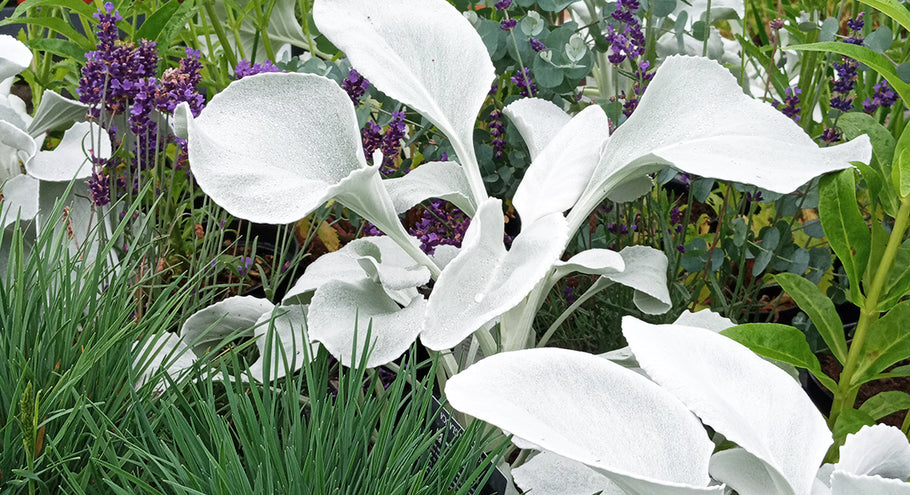 August in the Plant Shop