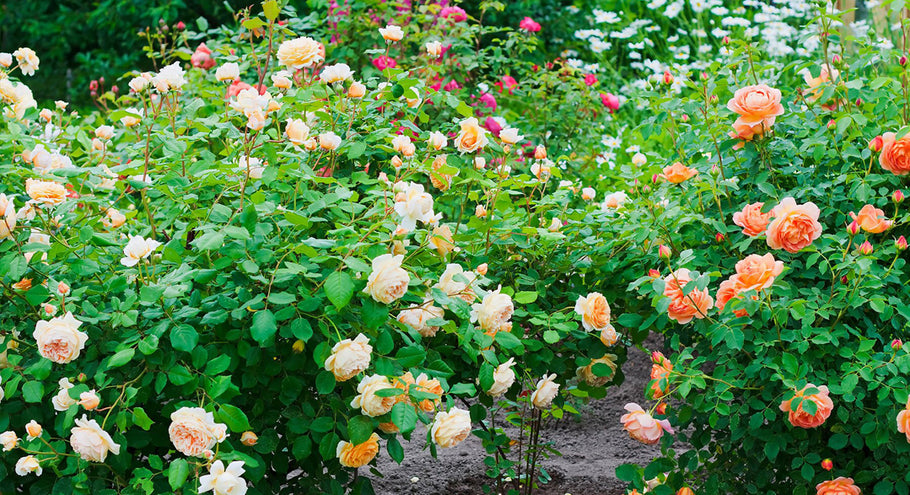 July in the Plant Shop